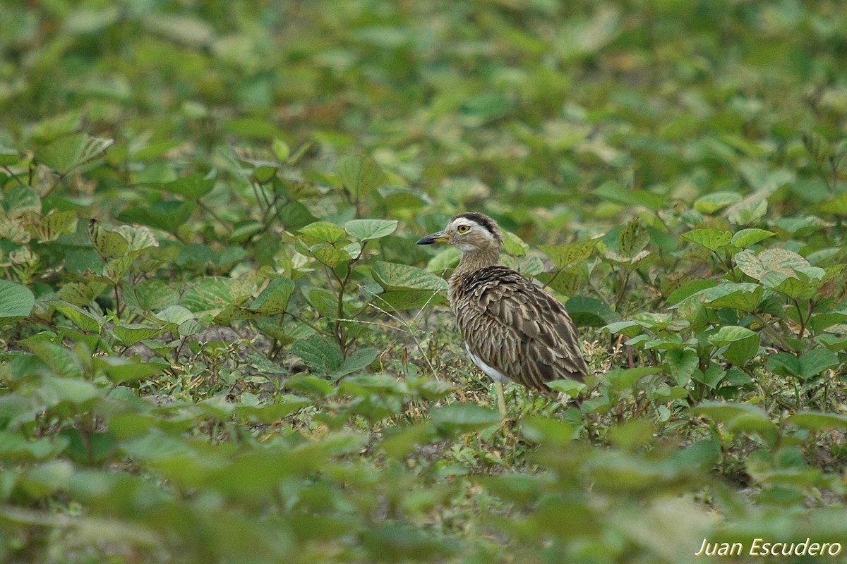 Double-striped Thick-knee - ML167357401