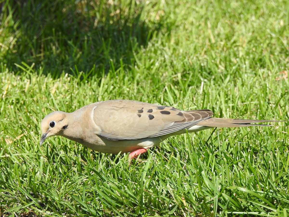 Mourning Dove - Jacques Bélanger