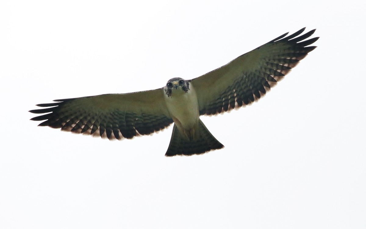 Short-tailed Hawk - Margareta Wieser