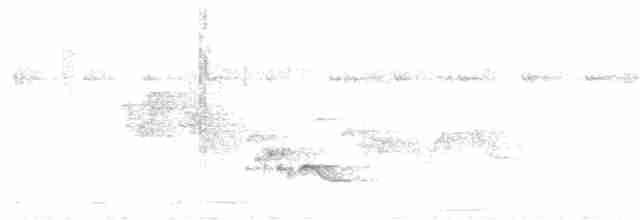 White-bellied Wren - ML167363781