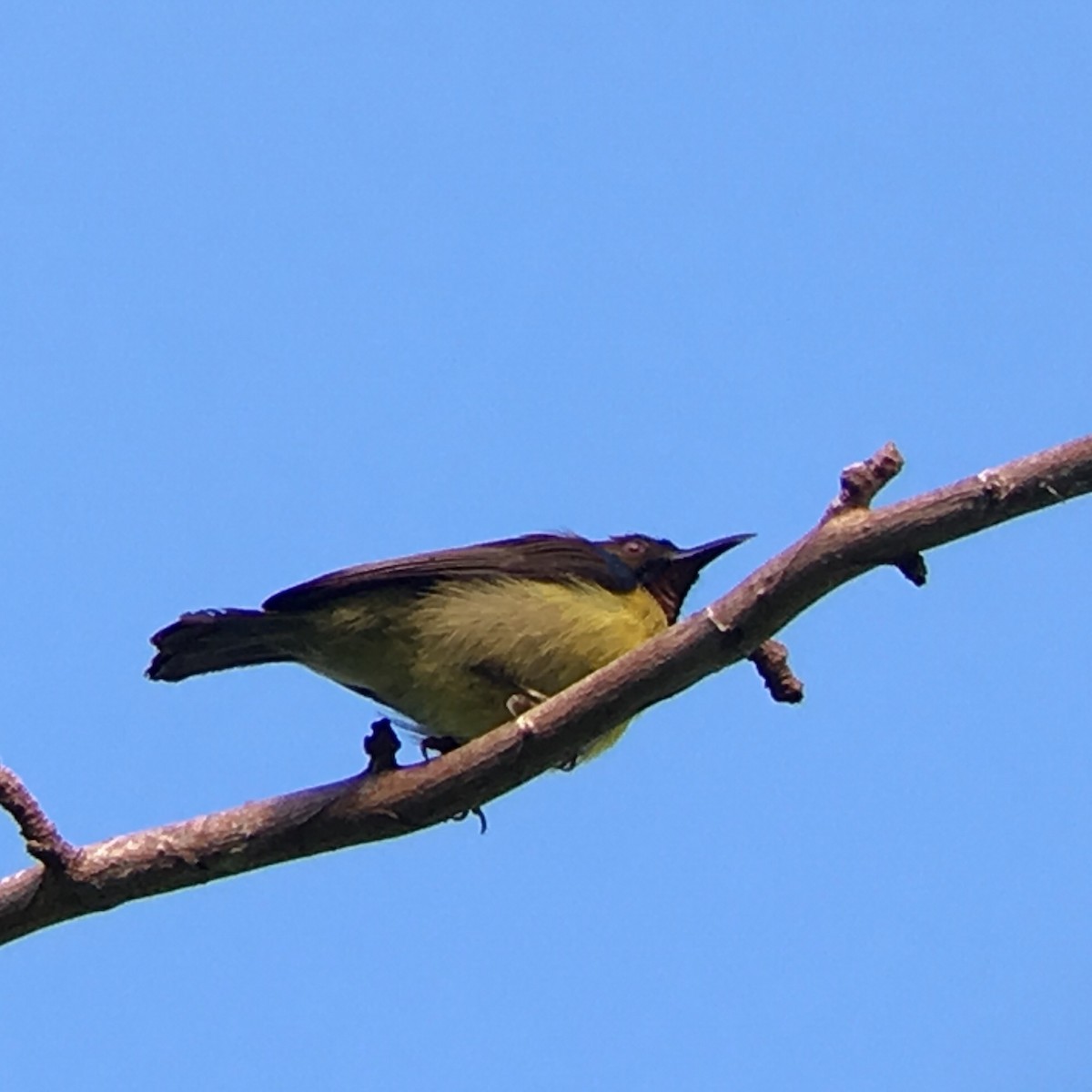 Brown-throated Sunbird - ML167364501