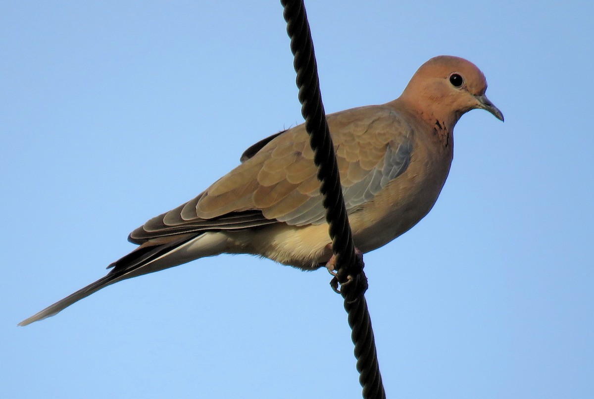 Laughing Dove - ML167366201