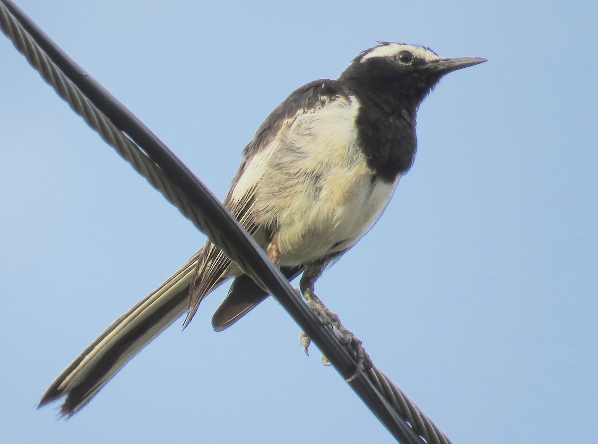 White-browed Wagtail - ML167366731
