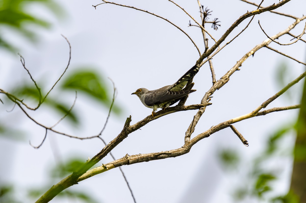 Common Cuckoo - Ayaz Mansuri