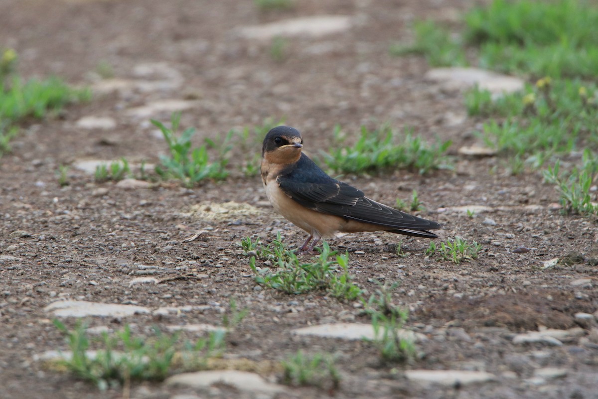 Barn Swallow - Sandy C
