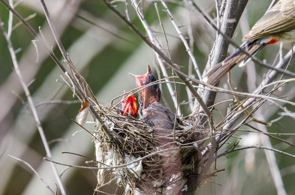 Red-vented Bulbul - ML167369661