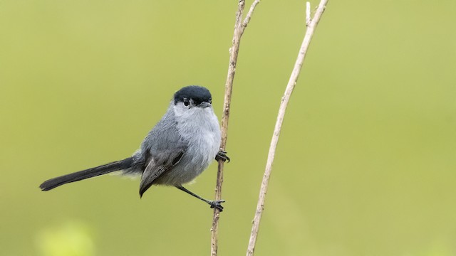 Coastal California Gnatcatcher (Polioptila californica californica)