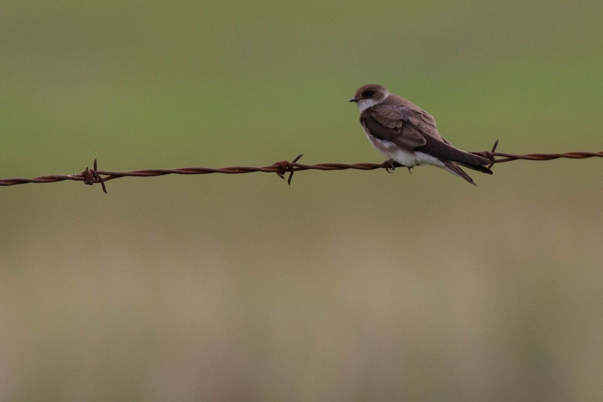 Northern Rough-winged Swallow - Doug Korver