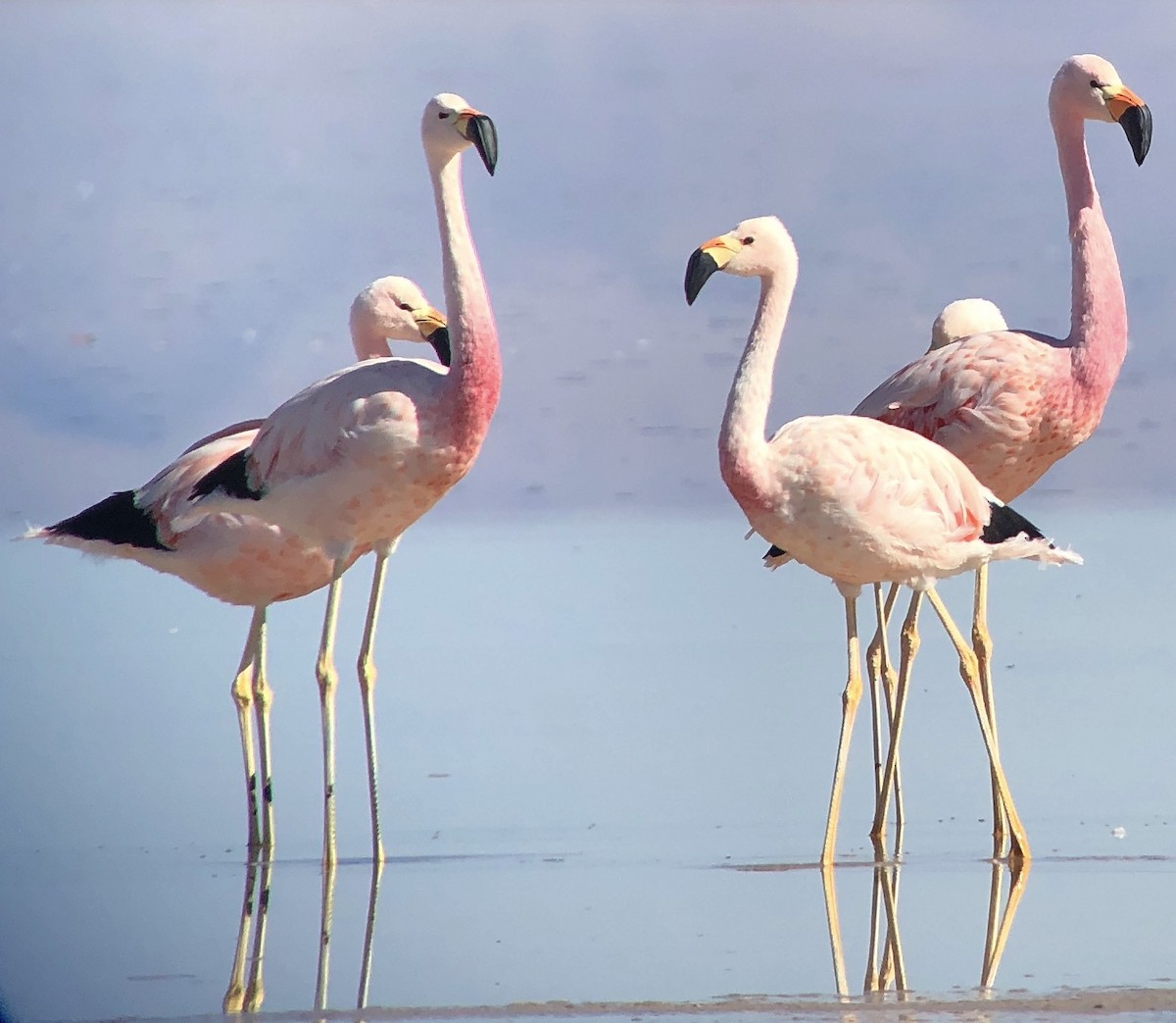 Andean Flamingo - Bob Toleno