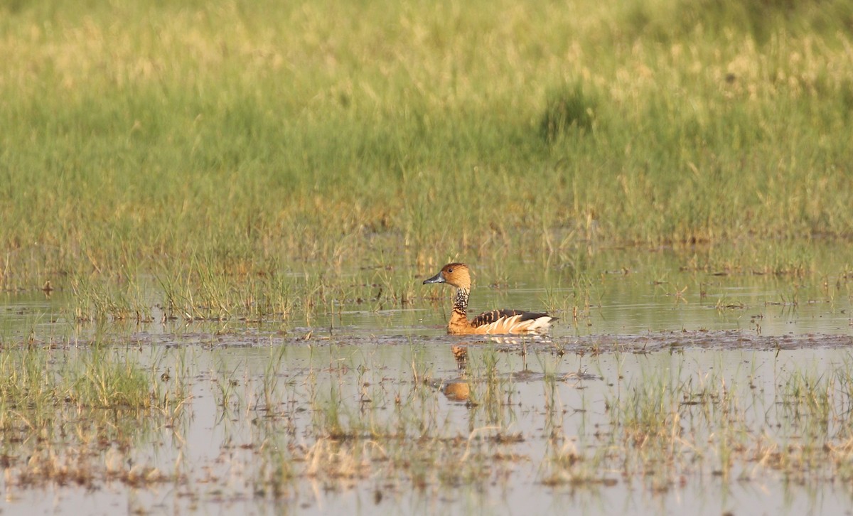 Fulvous Whistling-Duck - ML167382611