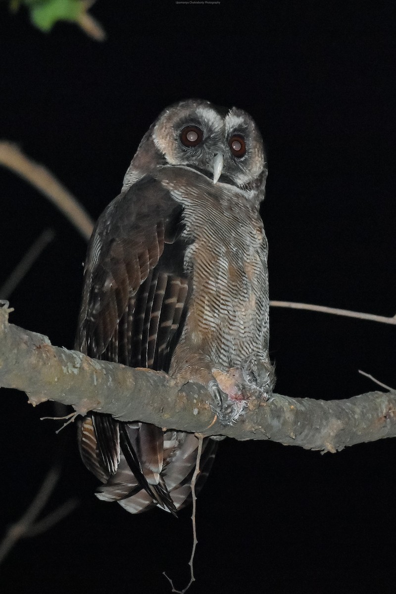 Brown Wood-Owl - Upamanyu Chakraborty