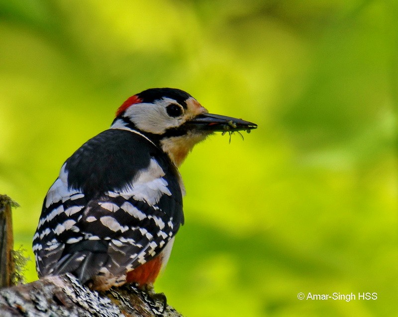 Great Spotted Woodpecker (japonicus) - ML167391221