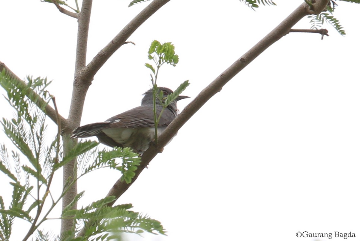 Gray-bellied Cuckoo - ML167391661