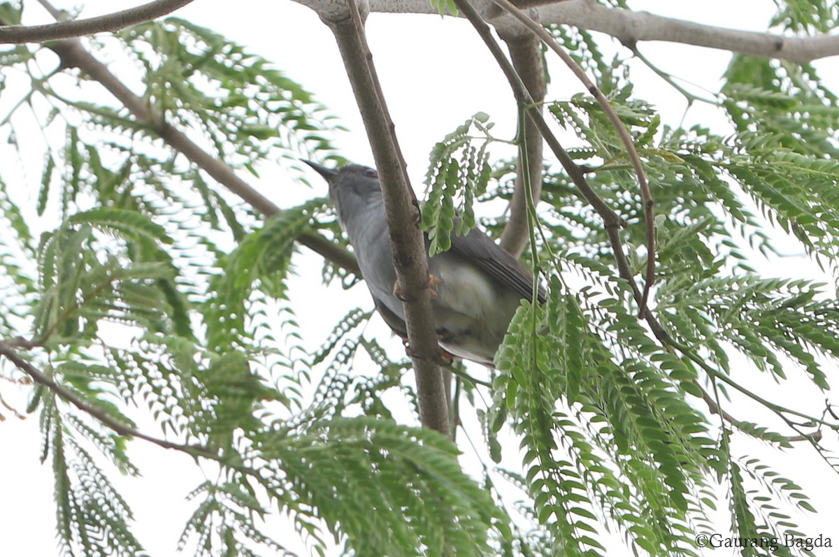 Gray-bellied Cuckoo - ML167391681