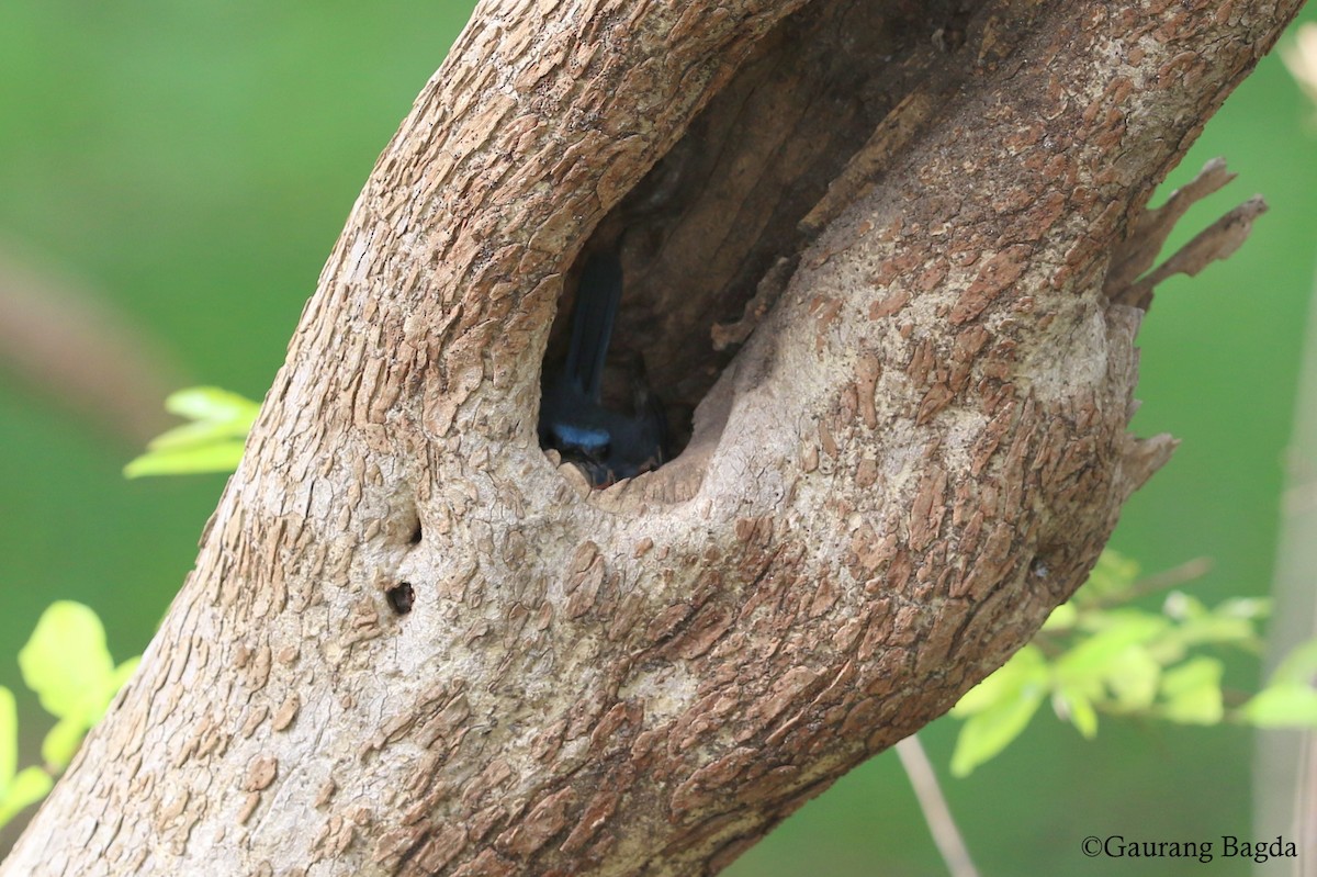 Tickell's Blue Flycatcher - Gaurang Bagda