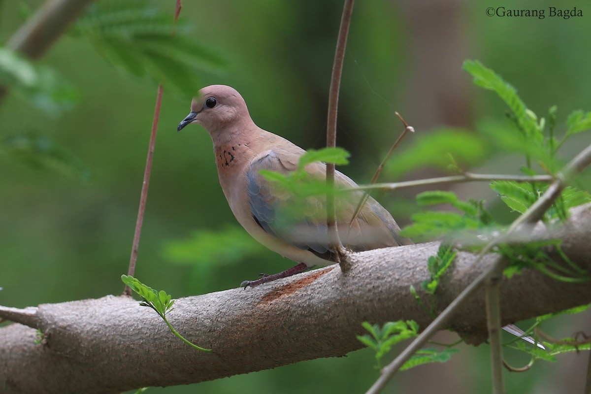Laughing Dove - ML167392151