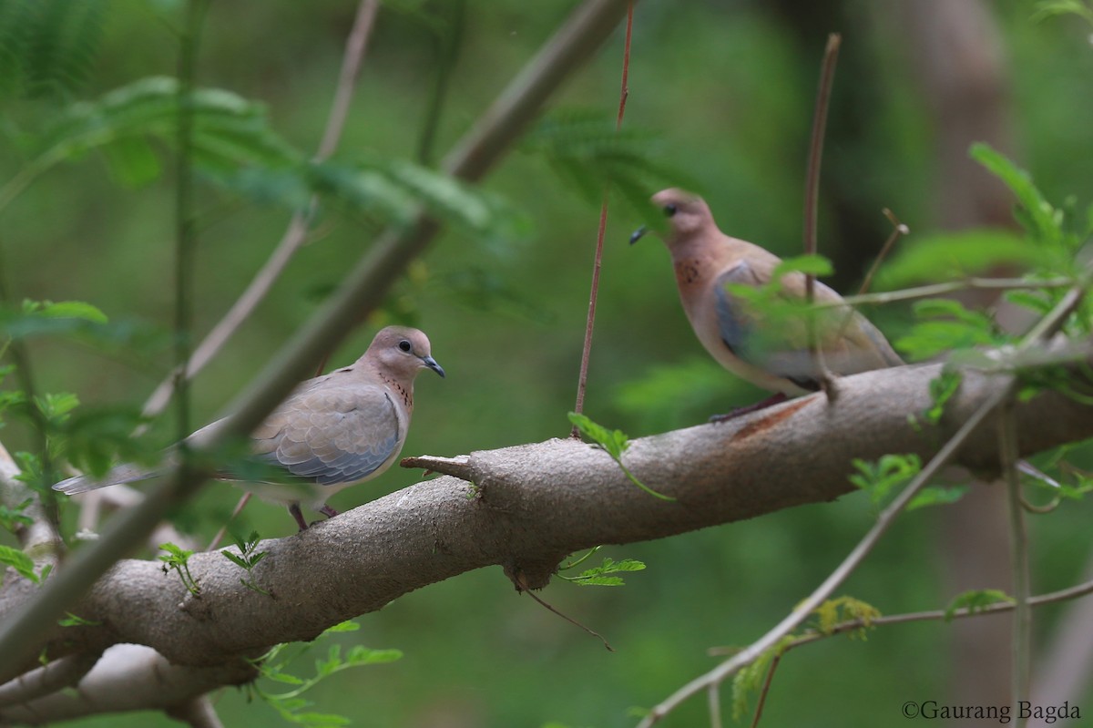 Laughing Dove - ML167392161