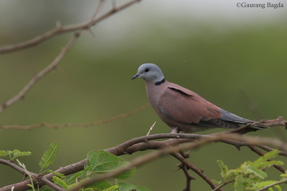Red Collared-Dove - ML167392291