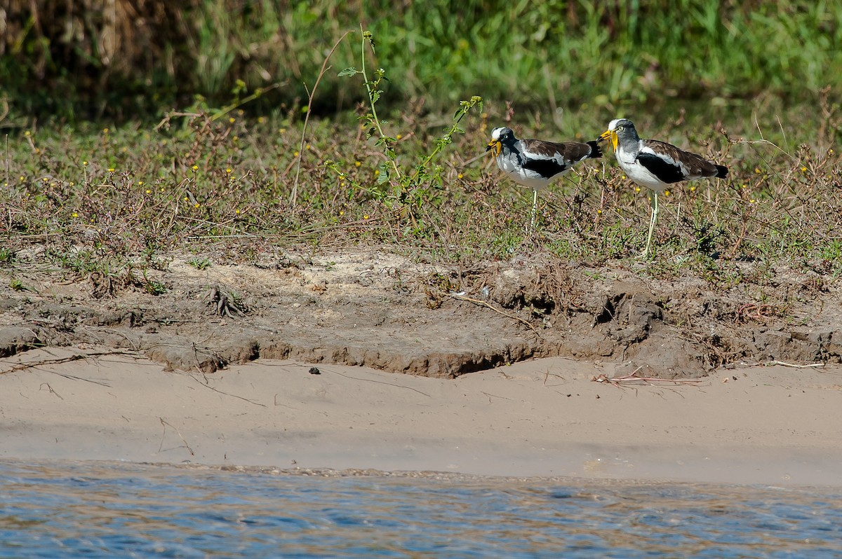 White-crowned Lapwing - Giuseppe Citino