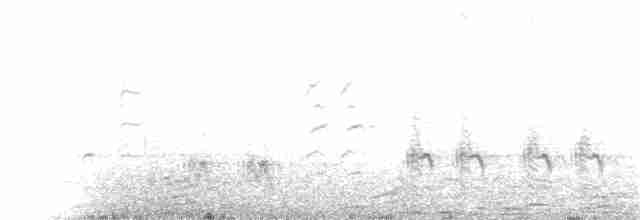 Great Reed Warbler - ML167401431