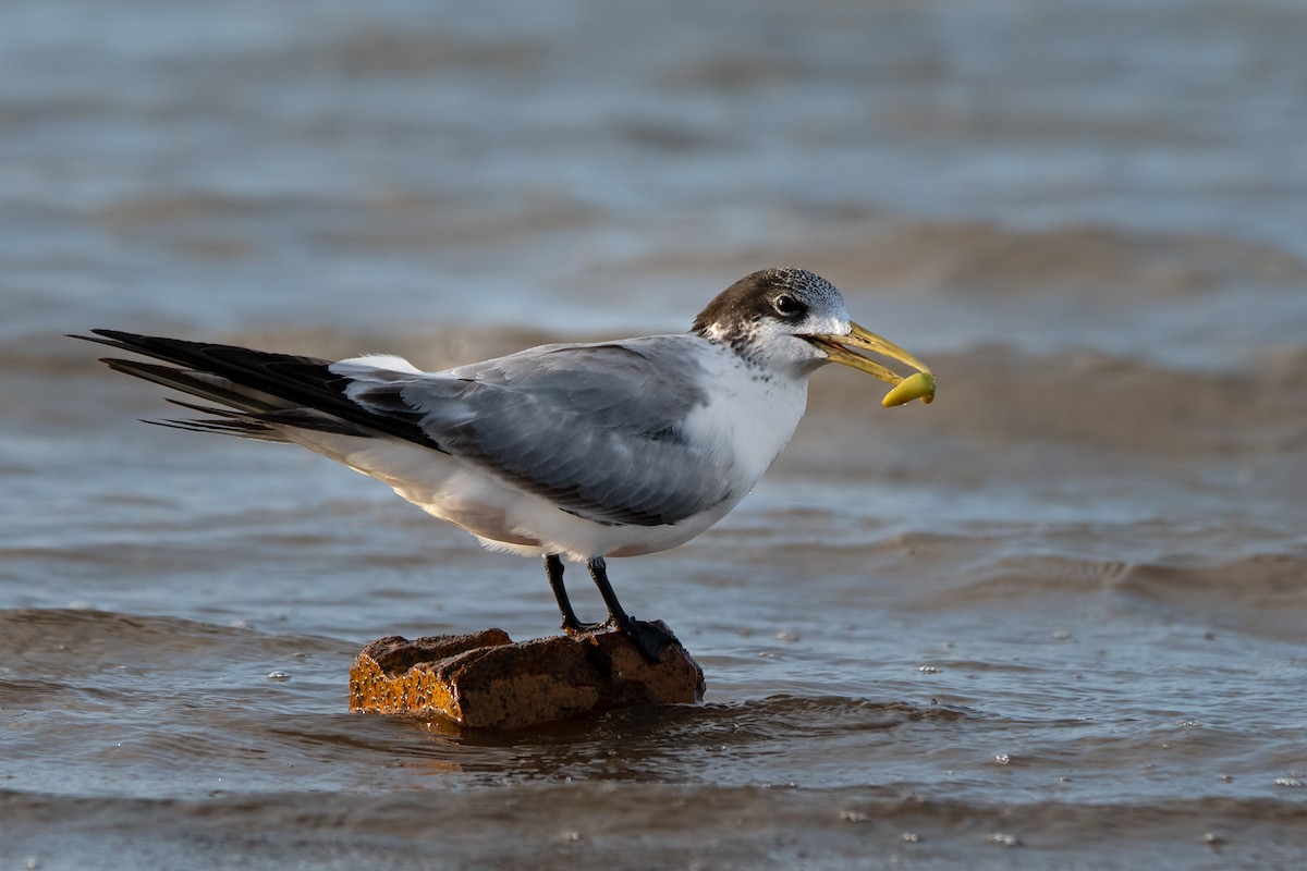 Great Crested Tern - ML167402021