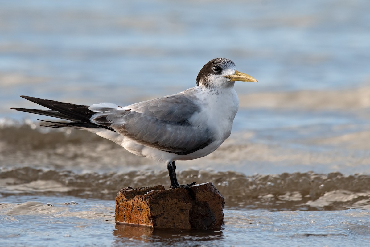 Great Crested Tern - ML167402541