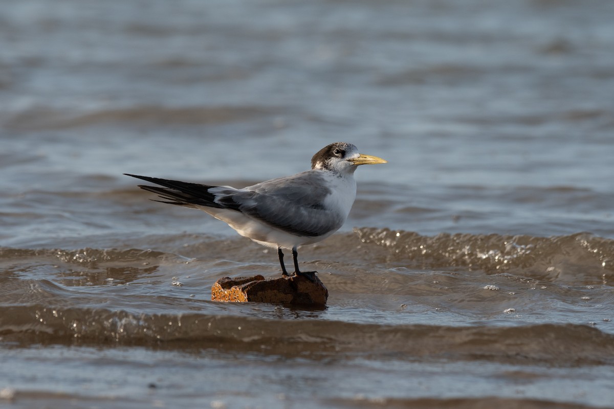 Great Crested Tern - ML167402781