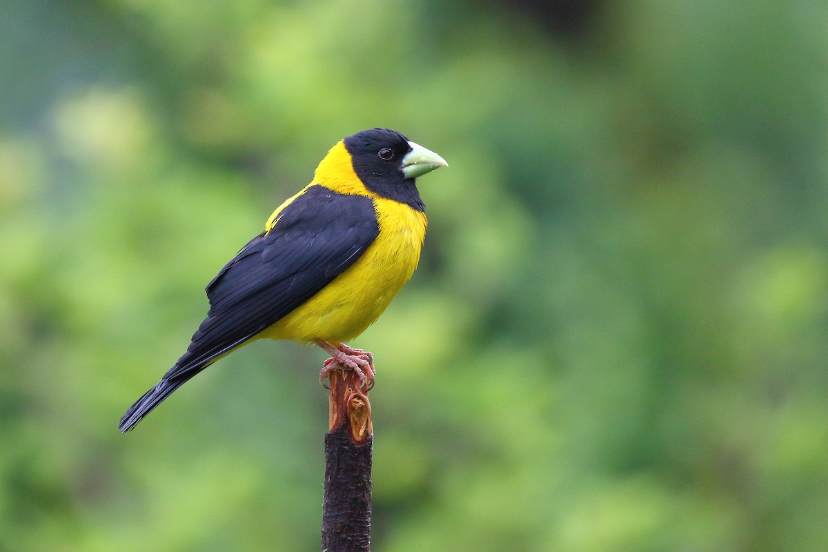 Black-and-yellow Grosbeak - Tushar Tripathi
