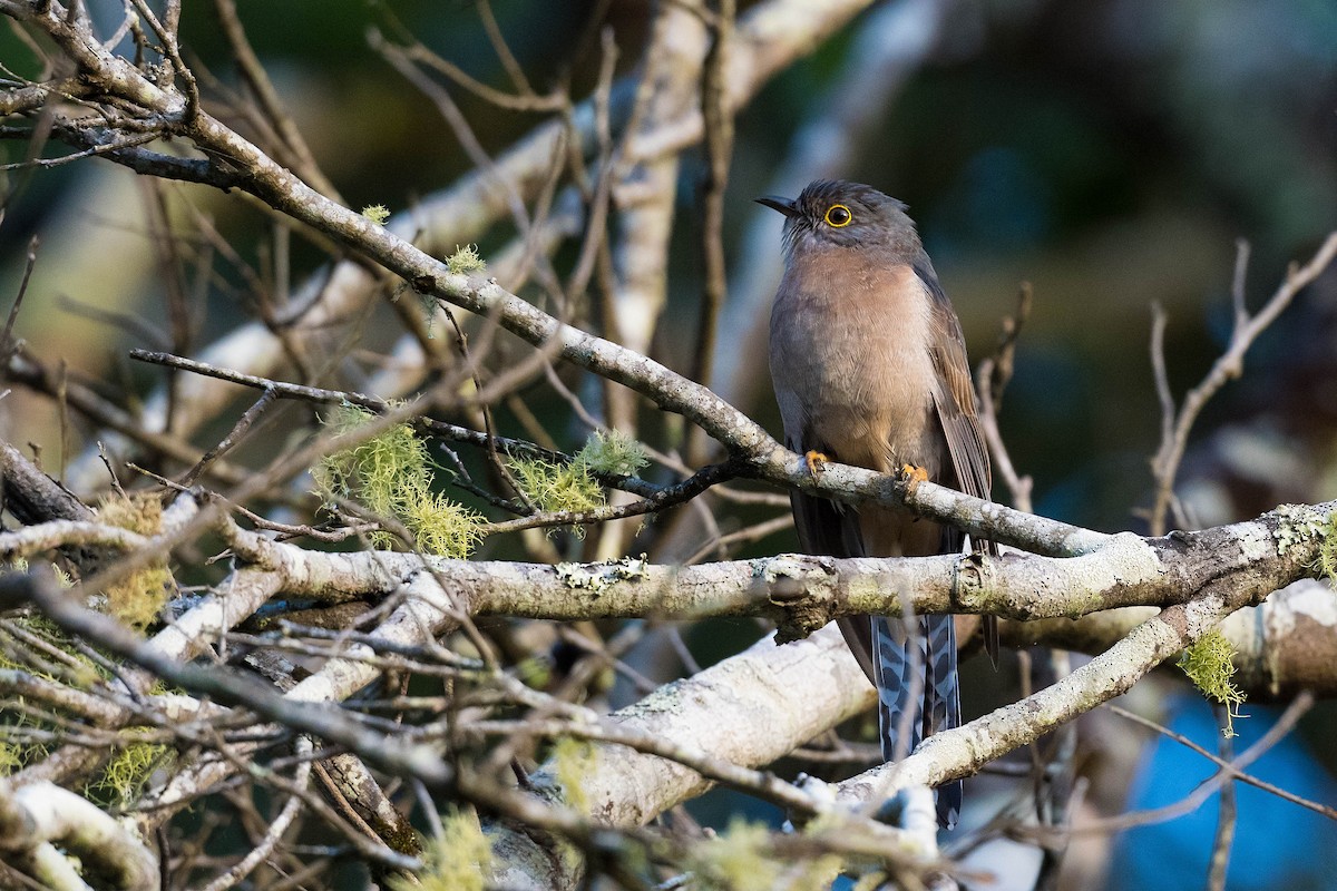 Fan-tailed Cuckoo - Terence Alexander