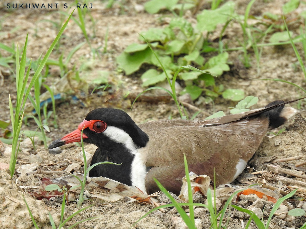Red-wattled Lapwing - Sukhwant S Raj