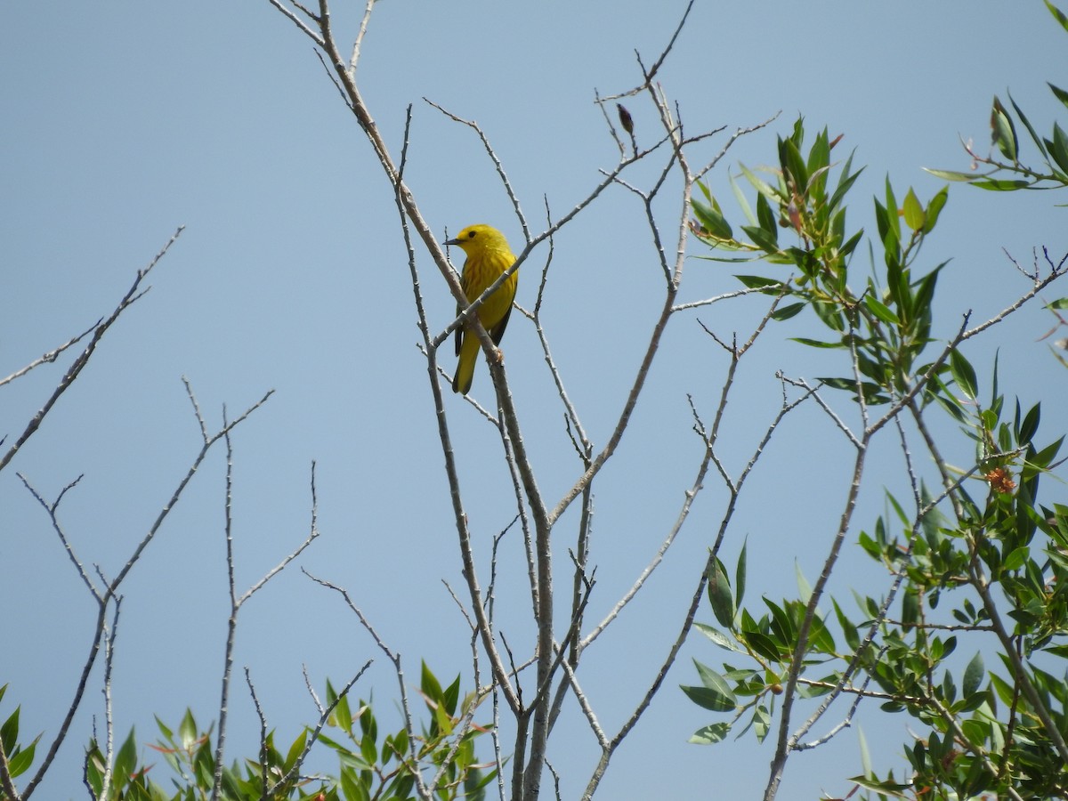 Yellow Warbler - ML167416541