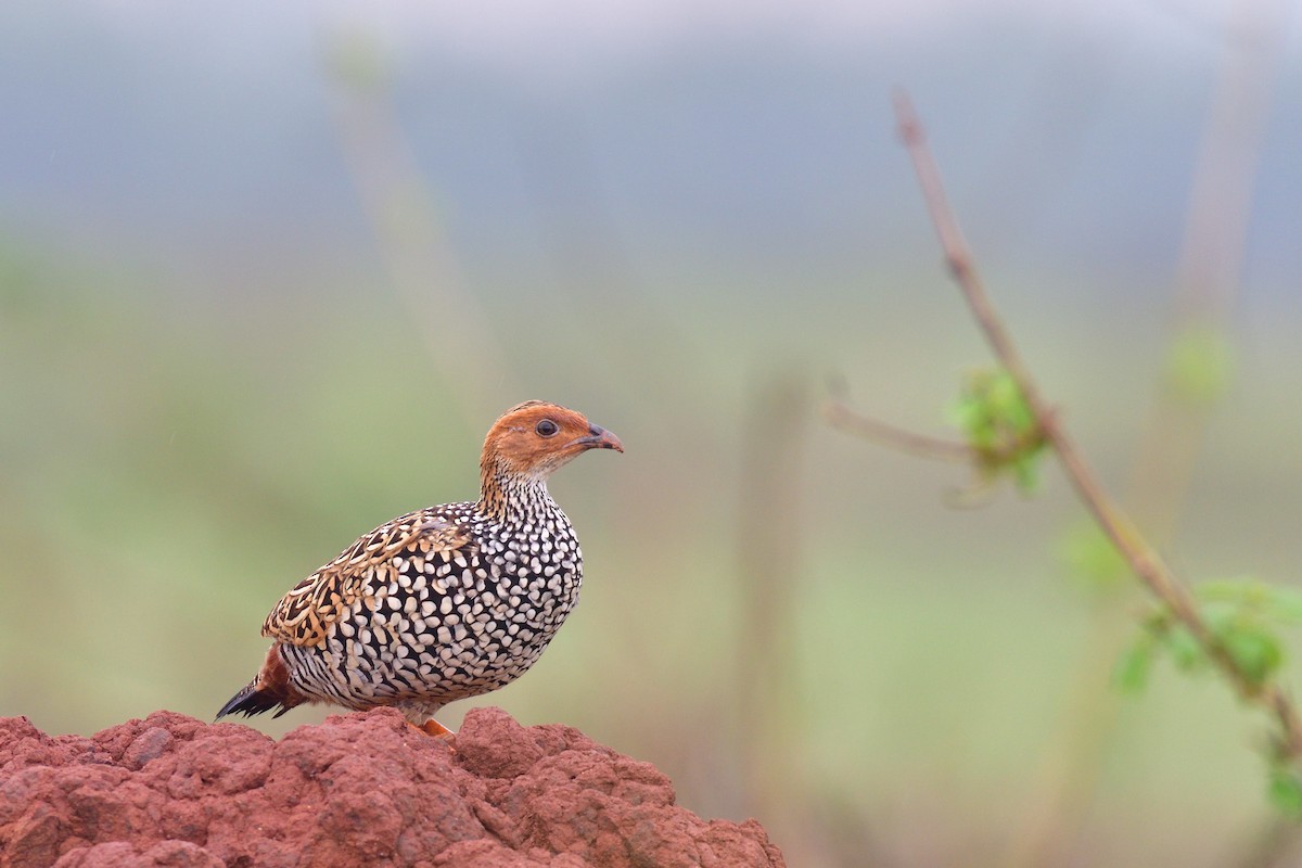 Painted Francolin - ML167420001