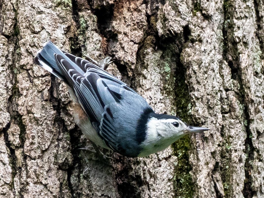 White-breasted Nuthatch - ML167420171