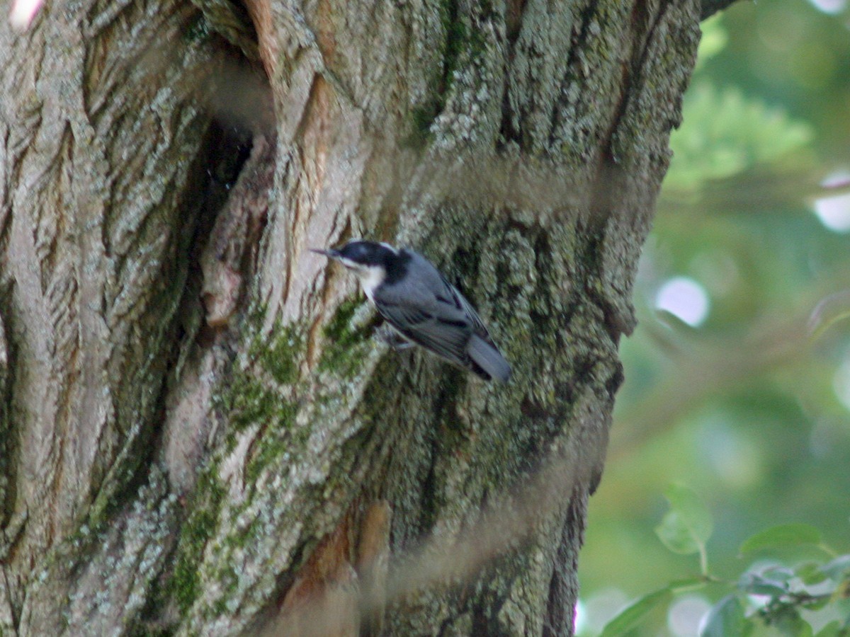 White-breasted Nuthatch - Sherry Plessner