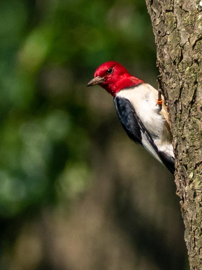 Red-headed Woodpecker - ML167421311