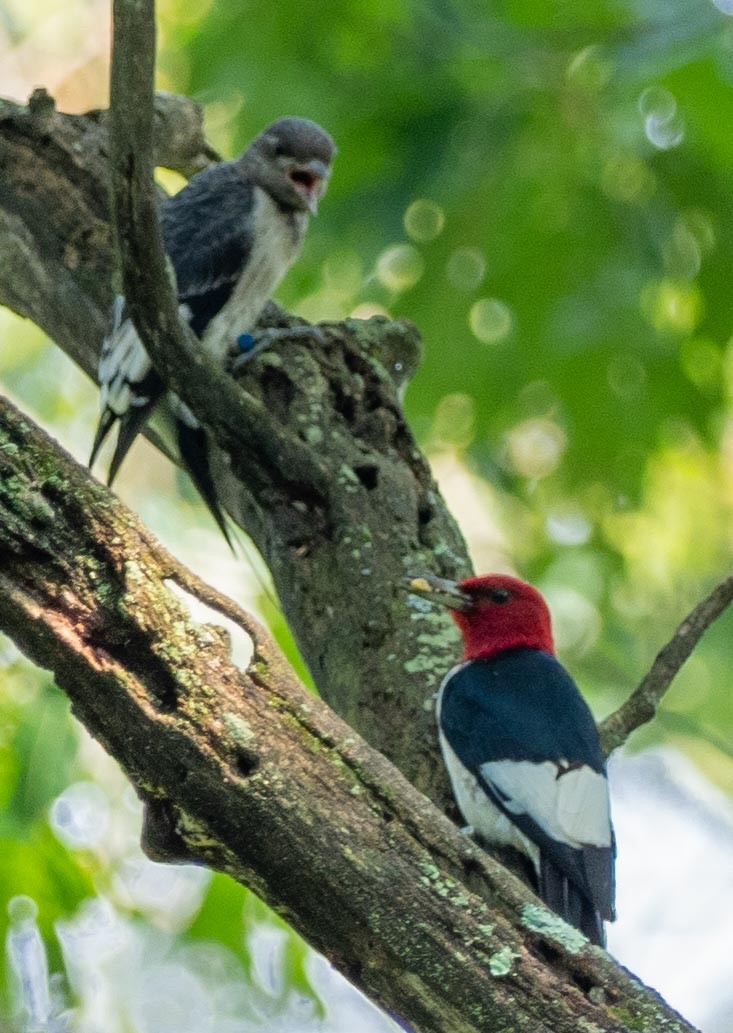 Red-headed Woodpecker - ML167423231