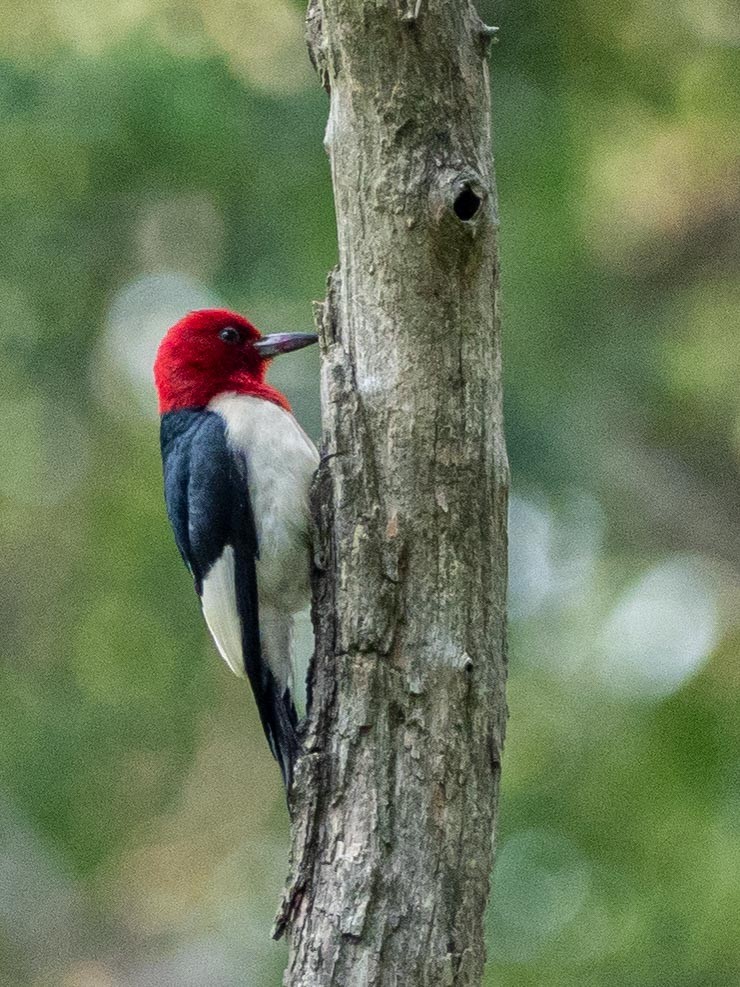 Red-headed Woodpecker - ML167423241