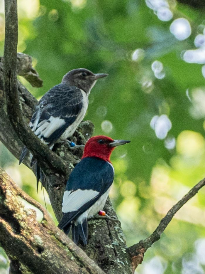 Red-headed Woodpecker - ML167423261