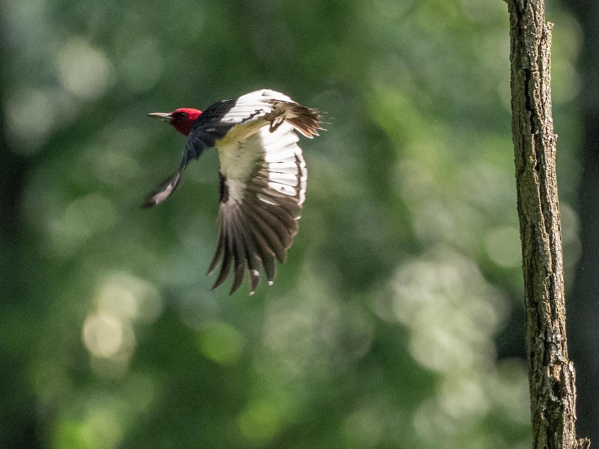 Red-headed Woodpecker - ML167424261