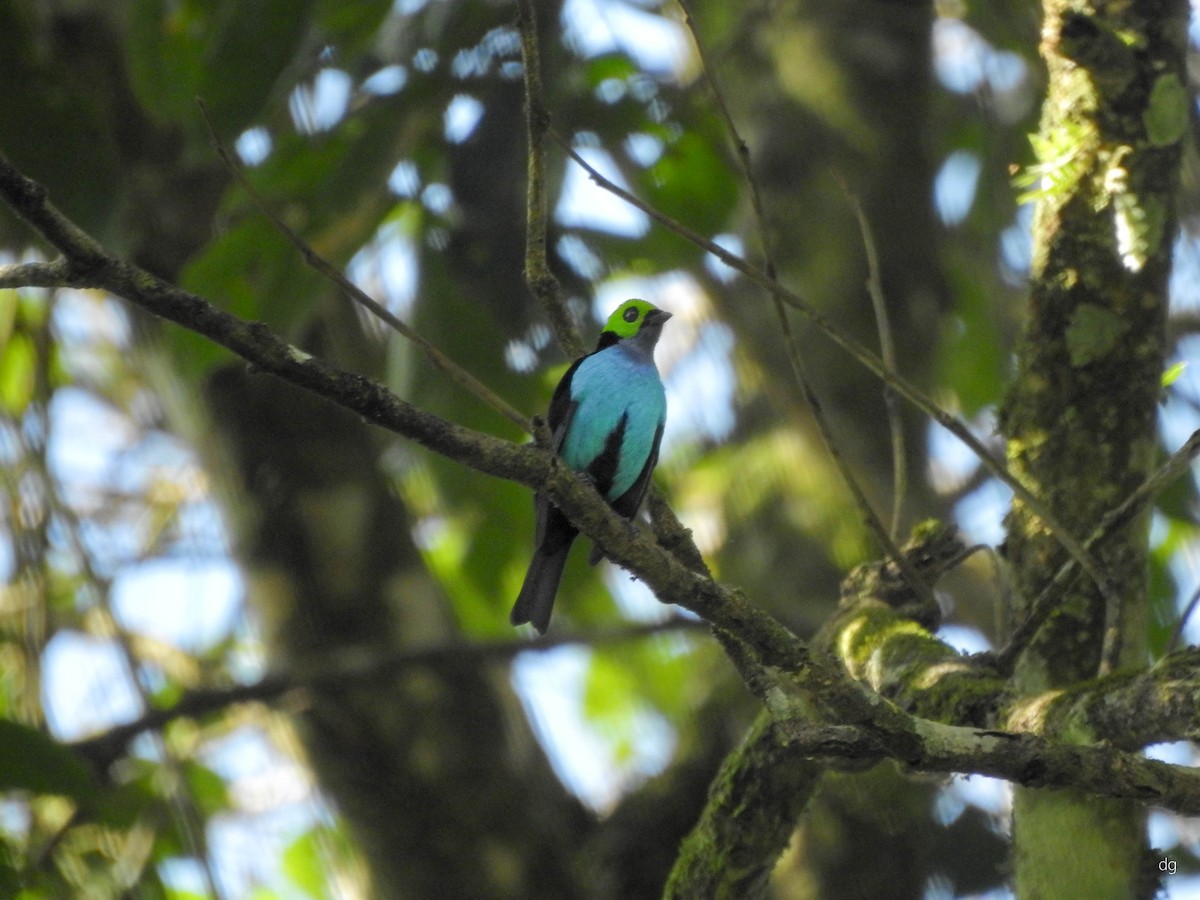 Paradise Tanager - ML167427871