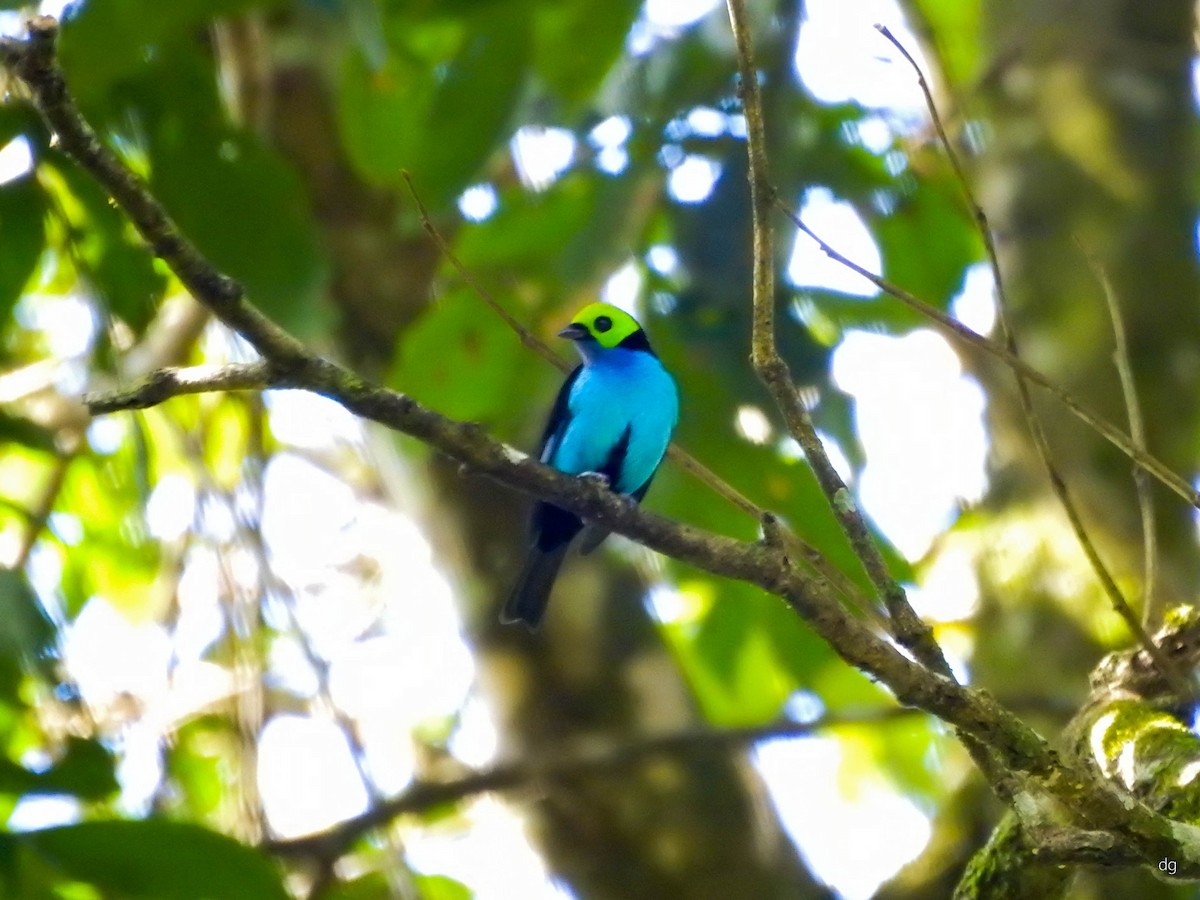 Paradise Tanager - ML167428061