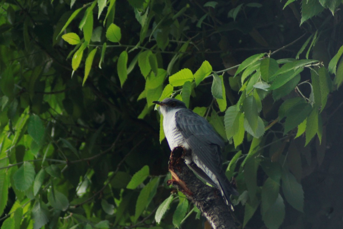 Lesser Cuckoo - pradeep Rana