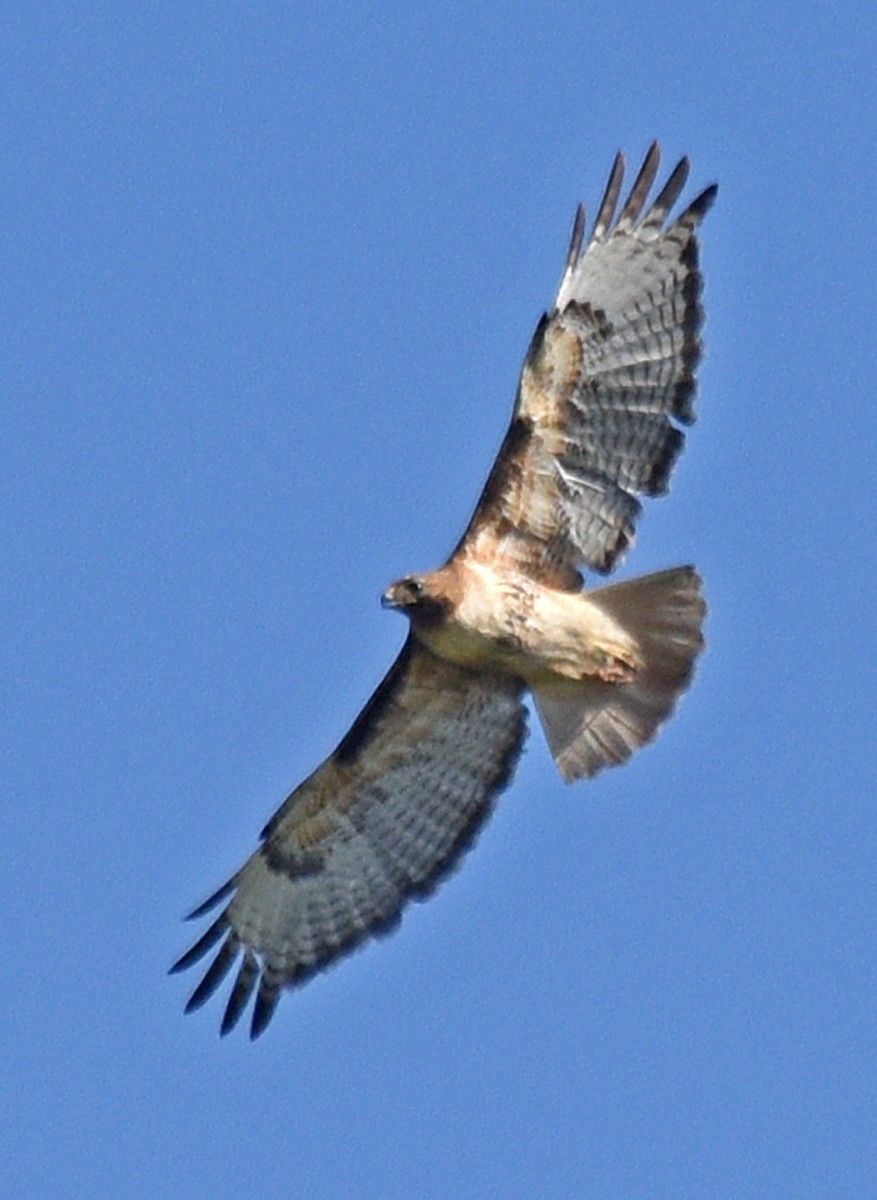 Red-tailed Hawk - ML167428841