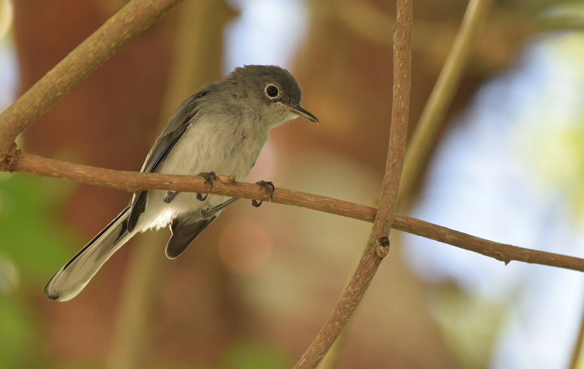 Blue-gray Gnatcatcher (Cozumel) - Eddy Ay peña & Birdwatching Tours