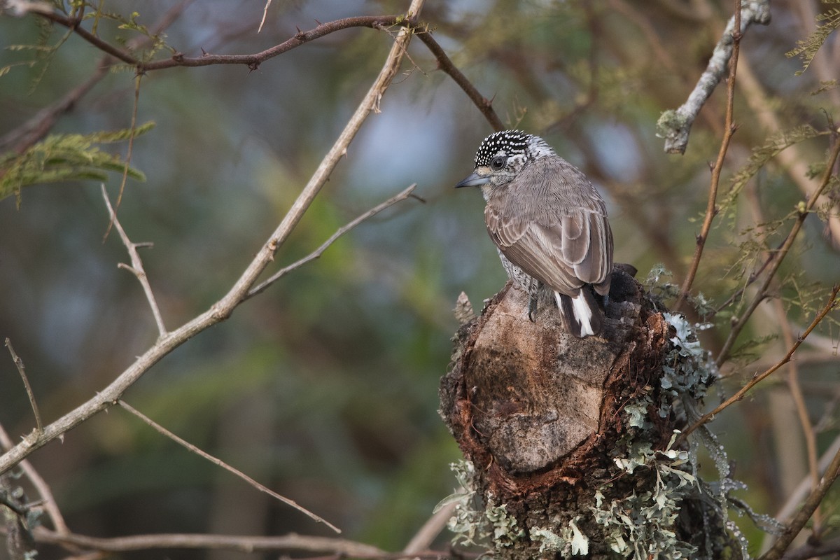 White-barred Piculet - ML167432221