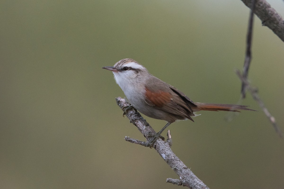 Stripe-crowned Spinetail - Pablo Re
