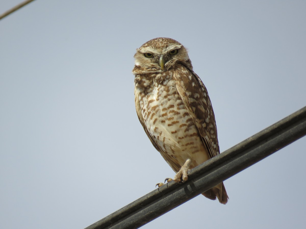 Burrowing Owl - ML167432731