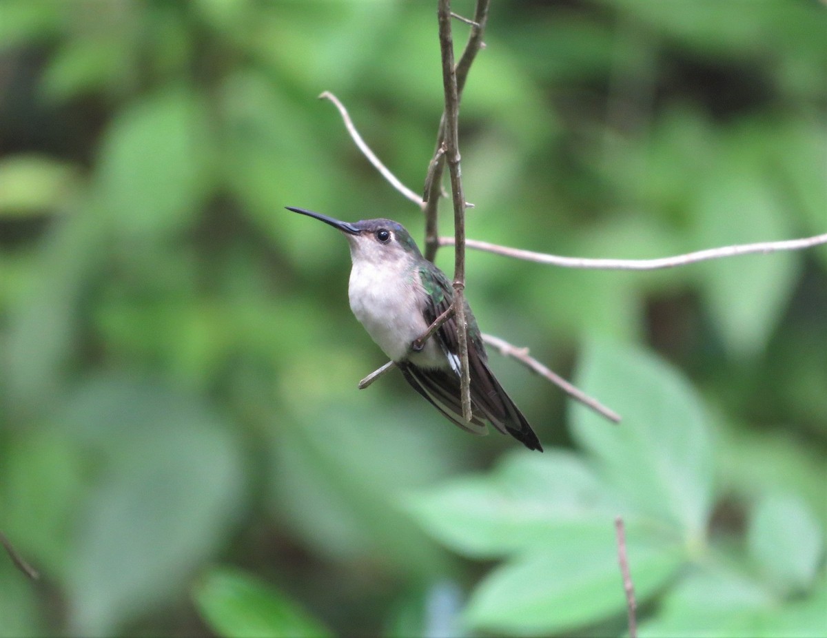 Wedge-tailed Sabrewing (Wedge-tailed) - ML167435001