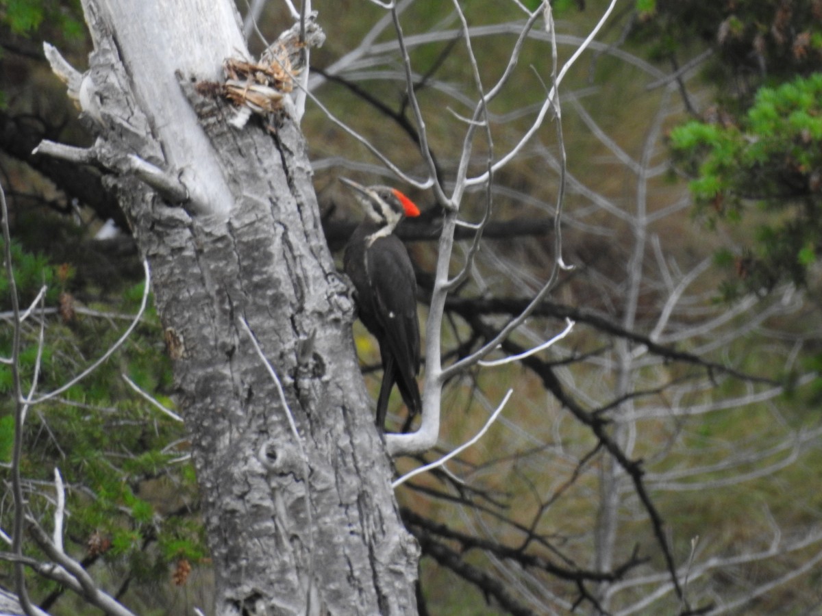 Pileated Woodpecker - ML167435081