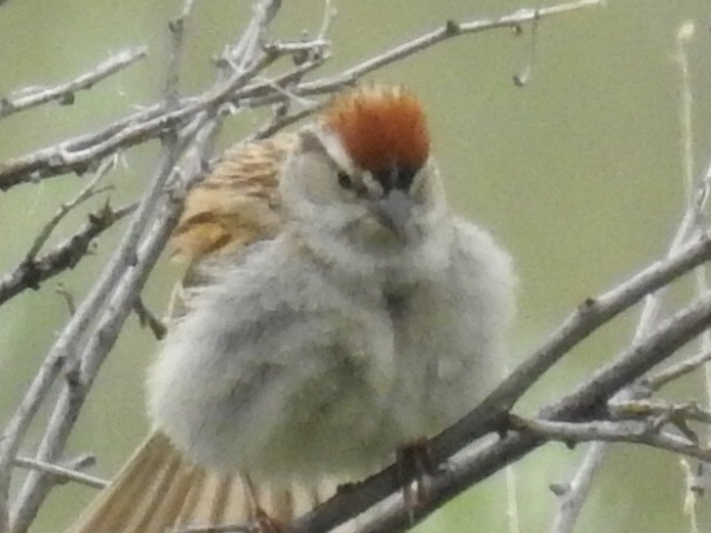 Chipping Sparrow - ML167435351